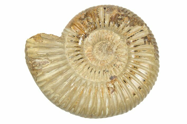 Polished Jurassic Ammonite (Perisphinctes) - Madagascar #248736
